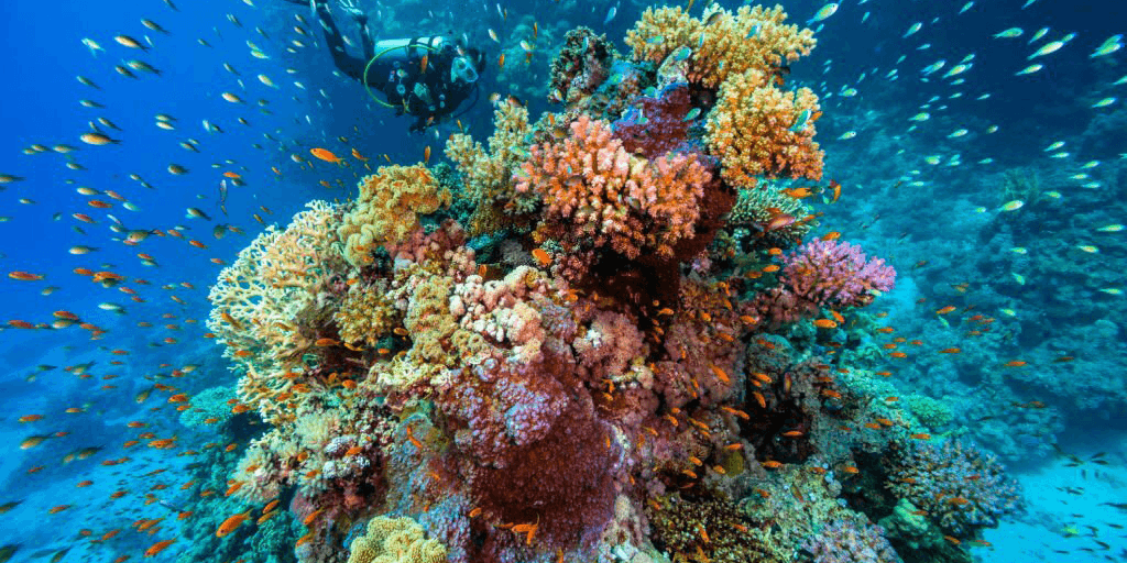 Underwater view of colorful coral reefs in the Red Sea with a diver in the background.