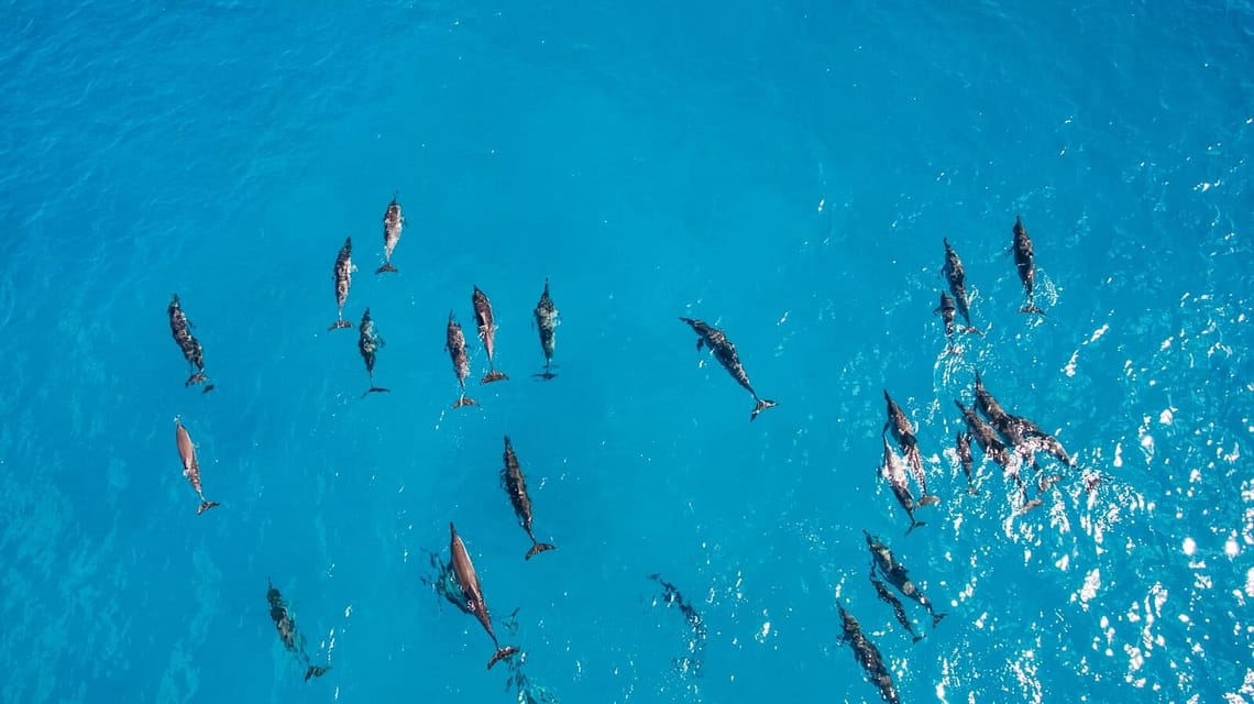 Dolphin House (Sha’ab El Erg)