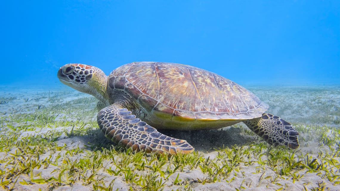 A close-up underwater shot of a large green sea turtle resting on a sandy ocean floor covered with patches of green seagrass in the clear blue waters of the Red Sea.
