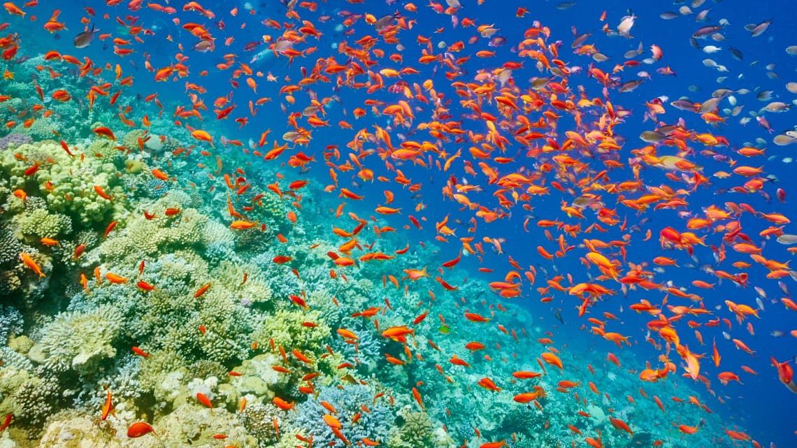 Red Sea 3