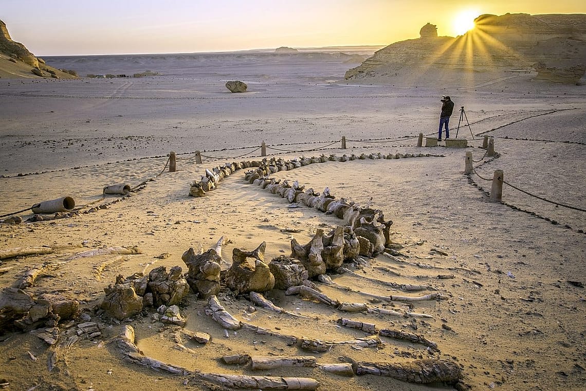 Wadi Al-Hitan (Valley of the Whales)