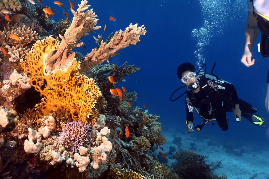 the Marine Life of Hurghada scaled 1
