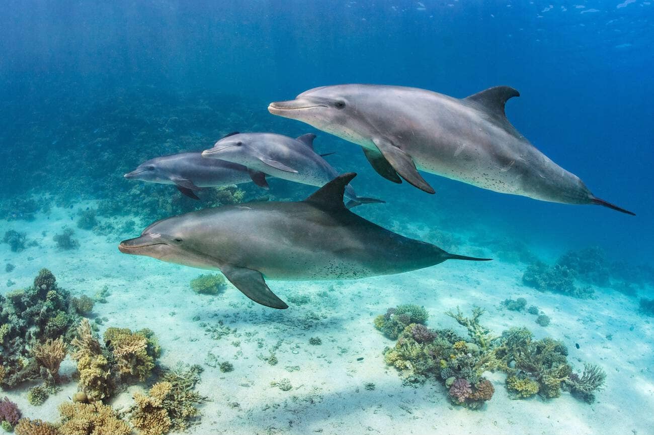 Dolphin House (Sha'ab El Erg)