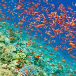 Red Sea 3
