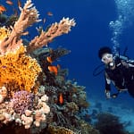 the Marine Life of Hurghada scaled 1