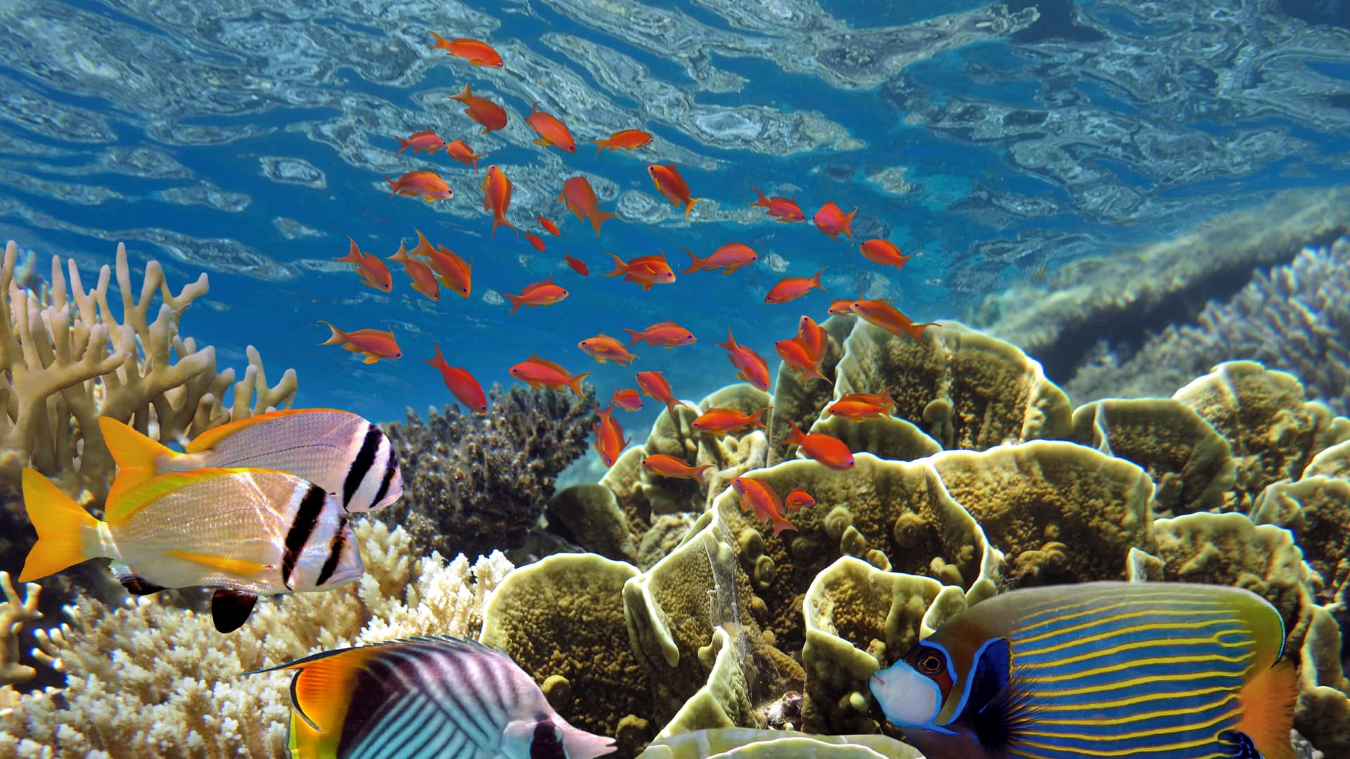 Red Sea