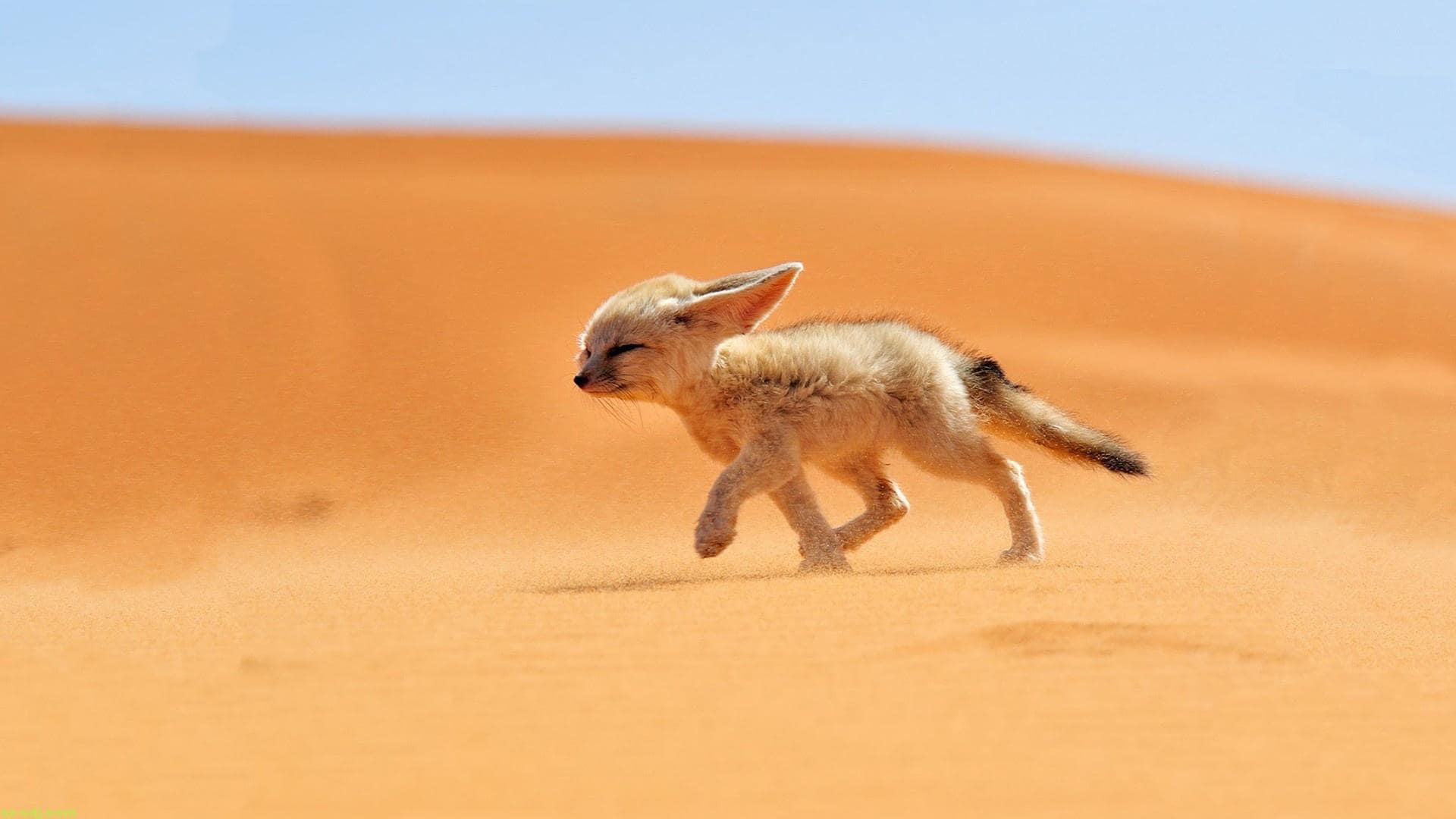 6 Days Egypt Desert Adventure & Cairo Safari